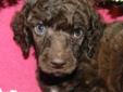 Price: $600
Sonia is a stunning, beautiful Chocolate Standard Poodle. Sonia is the little lady of the litter. She is delicate and quiet and is the puppy most people like the best. Sonia is very gentle. I like Sonia for a family with children, as I believe