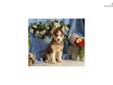 Price: $575
Beautiful Siberian Husky puppy for sale. Up-to-date on vaccinations and ready to go. Shipping is available. Please call us for more details if you are interested... 570-966-2990 (calls only - no emails)
Source: