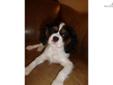 Price: $1200
This advertiser is not a subscribing member and asks that you upgrade to view the complete puppy profile for this Cavalier King Charles Spaniel, and to view contact information for the advertiser. Upgrade today to receive unlimited access to