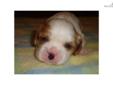 Price: $800
This advertiser is not a subscribing member and asks that you upgrade to view the complete puppy profile for this Cavalier King Charles Spaniel, and to view contact information for the advertiser. Upgrade today to receive unlimited access to