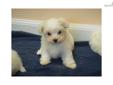 Price: $850
CKC registered. This tiny girl should only be 4 lbs. full grown. Now taking deposits. Flower is easy going and sweet and playful. She has that mild Maltese personality. She is all white. Her dad is a 5 lb. Maltese with champion bloodlines, and