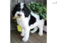 Price: $900
AWESOME LITTER OF SHEEPADOODLES PUPPIES NOW AVAILABLE!! Sophie is a Sheepadoodle out of our new litter of 11 beautiful puppies born on March 14th. She is NON-SHEDDING & HYPO ALLERGENIC! A Sheepadoodle is a cross between a Standard Poodle and