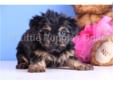 Price: $699
Sophie is a beautiful and lovely female Morkie!! She is super sweet!! Sophie would love to go to the park to play!! She is up to date on her shots and dewormings and comes with a 1 year health warranty. Sophie can be microchipped for ONLY