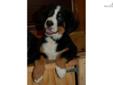 Price: $1600
This advertiser is not a subscribing member and asks that you upgrade to view the complete puppy profile for this Bernese Mountain Dog, and to view contact information for the advertiser. Upgrade today to receive unlimited access to