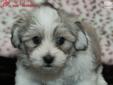 Price: $1395
What a phenomenal breed to have. The Havanese are known to be very affectionate, playful, and not to mention intelligent! These cheerful dogs are very sociable and will get along with everyone. This cutie is no exception with his full, fluffy
