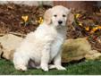 Price: $600
This frisky Goldendoodle puppy love to run and play! He is vet checked, vaccinated, wormed and health guaranteed. He is a friendly puppy who is active, peppy and full of life. This puppy was born on February 5th and his momma is a Golden