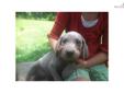 Price: $600
This advertiser is not a subscribing member and asks that you upgrade to view the complete puppy profile for this Weimaraner, and to view contact information for the advertiser. Upgrade today to receive unlimited access to NextDayPets.com.