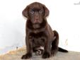 Price: $450
This lovely Chocolate Lab puppy will make a great addition to your family. He is ACA registered, vet checked, vaccinated and wormed. This puppy also comes with a 1 year genetic health guarantee! Please contact us for more information or check