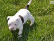 Price: $800
American Bulldog Puppy, NKC registered, champion bloodline and show quality. This puppy has great conformation and really is a sweet little boy. Mom and Dad are on the premises. First set of shots, vet checked and health guarantee.
Source: