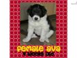 Price: $700
This advertiser is not a subscribing member and asks that you upgrade to view the complete puppy profile for this Border Collie, and to view contact information for the advertiser. Upgrade today to receive unlimited access to NextDayPets.com.