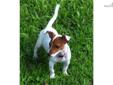 Price: $295
This advertiser is not a subscribing member and asks that you upgrade to view the complete puppy profile for this Jack Russell Terrier, and to view contact information for the advertiser. Upgrade today to receive unlimited access to