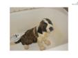 Price: $500
This advertiser is not a subscribing member and asks that you upgrade to view the complete puppy profile for this Saint Bernard - St. Bernard, and to view contact information for the advertiser. Upgrade today to receive unlimited access to