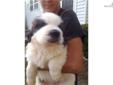 Price: $500
This advertiser is not a subscribing member and asks that you upgrade to view the complete puppy profile for this Saint Bernard - St. Bernard, and to view contact information for the advertiser. Upgrade today to receive unlimited access to