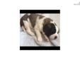 Price: $800
This advertiser is not a subscribing member and asks that you upgrade to view the complete puppy profile for this Saint Bernard - St. Bernard, and to view contact information for the advertiser. Upgrade today to receive unlimited access to