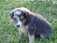 Price: $850
This advertiser is not a subscribing member and asks that you upgrade to view the complete puppy profile for this Australian Shepherd, and to view contact information for the advertiser. Upgrade today to receive unlimited access to