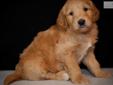 Price: $1200
This advertiser is not a subscribing member and asks that you upgrade to view the complete puppy profile for this Goldendoodle, and to view contact information for the advertiser. Upgrade today to receive unlimited access to NextDayPets.com.