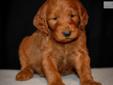 Price: $1200
Meet Red! Looks, Personality, Intelligence, Charm! This puppy has it all! He is a gorgeous all red goldendoodle puppy! You sure don't want to pass up on this one! He is in the first stages of potty training and he is getting lots af attention