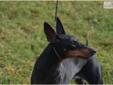 Price: $1300
This advertiser is not a subscribing member and asks that you upgrade to view the complete puppy profile for this Manchester Terrier, and to view contact information for the advertiser. Upgrade today to receive unlimited access to