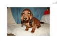 Price: $950
This advertiser is not a subscribing member and asks that you upgrade to view the complete puppy profile for this Dachshund, and to view contact information for the advertiser. Upgrade today to receive unlimited access to NextDayPets.com. Your