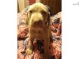 Price: $800
This advertiser is not a subscribing member and asks that you upgrade to view the complete puppy profile for this Weimaraner, and to view contact information for the advertiser. Upgrade today to receive unlimited access to NextDayPets.com.