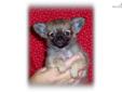 Price: $500
Stevie is a tiny little man and doesn't know it!! He is healthy, socialized and with a 2 year health guarantee. We breed exceptional Chihuahua puppies available for adoption to loving, responsible pet homes. We strive to produce extremely
