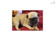 Price: $800
Ready for entertainment and a great family pet? Stewie is a beautiful AKC male pug puppy. He is very loving and social, he's been raised with us and our five kids since the day he was born. His father comes from AKC champion bloodlines, he