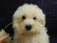 Price: $200
Corky is cute as can be and ready to go to his new home! He is white with cream colors, registered ACA (American Canine Association), and comes with a 1-Year Health Warranty, copy of his pedigree, puppy shots, and wormed regularly. If you