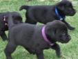 Price: $350
At Lovett-Labs we are committed to providing each of our dogs with a terrific life. Our first goal is to have healthy, happy dogs who then raise healthy, happy, championship quality Labrador retriever puppies that are well socialized and ready