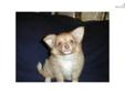 Price: $300
This advertiser is not a subscribing member and asks that you upgrade to view the complete puppy profile for this Chihuahua, and to view contact information for the advertiser. Upgrade today to receive unlimited access to NextDayPets.com. Your