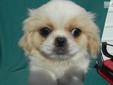 Price: $275
Polly is a little sweetheart and always wagging her tail to get attention! She is ACA (American Canine Association registered, white with some fawn colored, and comes with a copy of her pedigree, a 1-Year Health Warranty, 2 puppy shots, and