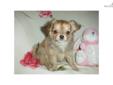 Price: $350
This advertiser is not a subscribing member and asks that you upgrade to view the complete puppy profile for this Chihuahua, and to view contact information for the advertiser. Upgrade today to receive unlimited access to NextDayPets.com. Your