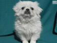 Price: $275
Pippi is adorable, outgoing, and loves to be held! She is ACA (American Canine Association registered, white with some cream, and comes with a copy of her pedigree, a 1-Year Health Warranty, 2 puppy shots, and has been wormed every 2 weeks