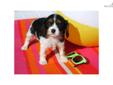Price: $600
This advertiser is not a subscribing member and asks that you upgrade to view the complete puppy profile for this Cavalier King Charles Spaniel, and to view contact information for the advertiser. Upgrade today to receive unlimited access to