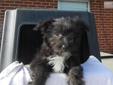 Price: $100
Cassie is a little designer puppy (cute as can be) called a Kashon. Mom is a registered silver/black Cairn Terrier and dad a registered Bichon. Kashons are cheerful, intelligent, loyal and social. These sturdy dogs can fit into apartment life
