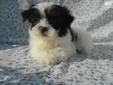 Price: $300
Huey is full of fun and always wagging his tail! He is black and white, registered ACA (American Canine Association), and comes with a copy of his pedigree, a 1-Year Health Warranty, two 5-way puppy shots, and has been wormed every 2 weeks