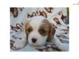 Price: $600
This advertiser is not a subscribing member and asks that you upgrade to view the complete puppy profile for this Cavalier King Charles Spaniel, and to view contact information for the advertiser. Upgrade today to receive unlimited access to