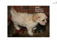 Price: $1500
This advertiser is not a subscribing member and asks that you upgrade to view the complete puppy profile for this Havanese, and to view contact information for the advertiser. Upgrade today to receive unlimited access to NextDayPets.com. Your