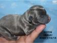Price: $999
Our Puppies are stunning! Great conformation, healthy,socialized and with a 1 year health guarantee. Prices range from $599 and up. Visit my website to see available puppies at www.fairytailpuppies.com. We offer exceptional toy breed puppies