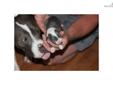 Price: $500
Welcome to the world the best APBT's in the world!! This is Storm and Tideus' first litter and they are beautiful. Please call us at 615-653-3852 or email us at to get one of these beautiful babies for your own. ADBA registered Meeks' Blue