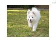 Price: $1150
This advertiser is not a subscribing member and asks that you upgrade to view the complete puppy profile for this Samoyed, and to view contact information for the advertiser. Upgrade today to receive unlimited access to NextDayPets.com. Your