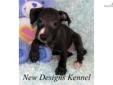 Price: $500
VIDEO OF THIS WONDERFUL PUPPY IS AVAILABLE ON OUR WEBSITE AT: www.newdesignskennel.com Sweet Stormy is a lovely seal and white boy with a great pedigree, beautiful markings and a great personality. He's a sweet boy and has a wonderful
