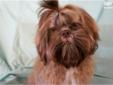 Price: $650
This advertiser is not a subscribing member and asks that you upgrade to view the complete puppy profile for this Shih Tzu, and to view contact information for the advertiser. Upgrade today to receive unlimited access to NextDayPets.com. Your