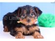 Price: $499
Stud is a handsome AKC Yorkie puppy. Stud loves to play and jump over the other puppies!! Stud not only looks stunning, he has a terriffic personality!! He is so much fun to play with. Stud will be around 8 pounds full grown! He is up to date