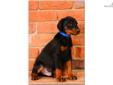 Price: $2500
Incredible pups from an incredible pair of European Dobermans. The sire is a son of Obi Wan Kenobe de Grande Vinko, and he is a spitting image of his father. Very well built, powerful, great drive and steady temperament. The Dam has produced