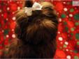 Price: $700
This advertiser is not a subscribing member and asks that you upgrade to view the complete puppy profile for this Shih Tzu, and to view contact information for the advertiser. Upgrade today to receive unlimited access to NextDayPets.com. Your