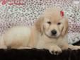 Price: $1495
WHO CAN RESIST A GOLDEN PUPPY AS HANDSOME AS ME!! I AM TRULY ONE OF THE BEST FAMILY DOGS YOU CAN FIND. I AM LOVABLE, WELL-MANNERED, INTELLIGENT PUPPY WITH SUCH A GREAT CHARM! I AM ALWAYS PATIENT AND GENTLE WITH CHILDREN, AND WOULD GIVE