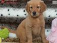 Price: $1395
TAKE A LOOK AT THIS BEAUTIFUL FULL COATED BABY GIRL. SHE IS JUST BREATHTAKING ! SHE A CALM GENTLE PERSONALITY JUST LIKE ALL GOLDENS DO. SHE IS THE PERFECT FAMILY DOG, HURRY SHE IS JUST TO CUTE TO LAST. GENDER : MALE BIRTHDAY : 4/7/2013