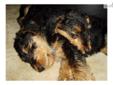 Price: $1100
This advertiser is not a subscribing member and asks that you upgrade to view the complete puppy profile for this Airedale Terrier, and to view contact information for the advertiser. Upgrade today to receive unlimited access to