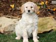 Price: $500
This frisky Goldendoodle puppy love to run and play! She is vet checked, vaccinated, wormed and health guaranteed. She is a friendly puppy who is active, peppy and full of life. This puppy was born on February 5th and her momma is a Golden