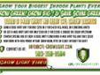 Grow photo's come from licensed gardens in Oregon, Washington,Colorado,Michigan,Nevada, or California. CLICK the ad below to SEE our GrowLights in Action Now!
Â 
light bulb do use grow weed,vertical grow light distance,light intensity do plants grow best,